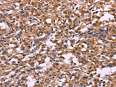 SELPLG Antibody