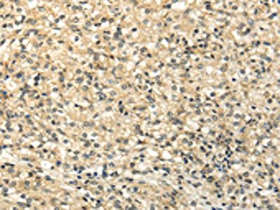 SEMA4F Antibody