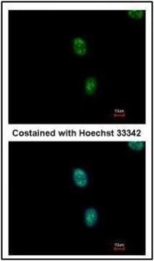 SAP130 antibody [C3], C-term