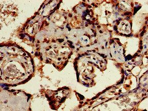 SIGLEC7 Antibody