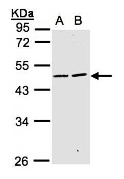 SIGLEC9 antibody
