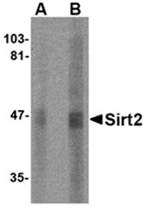 SIRT2 Antibody