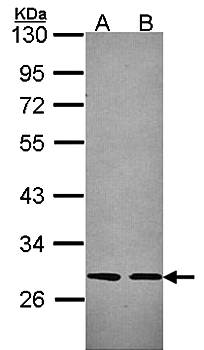 Slap antibody