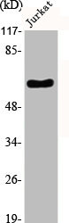 SLC1A1 Antibody