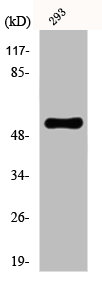 SLC1A1 Antibody