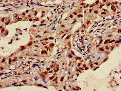 SLC35F2 Antibody