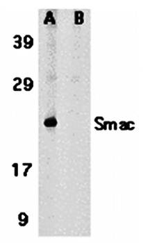 Smac Antibody