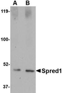 Spred1 Antibody