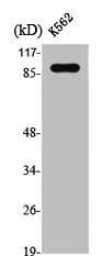 STAT5A Antibody