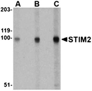 STIM2 Antibody