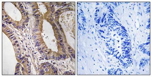 STK24 Antibody