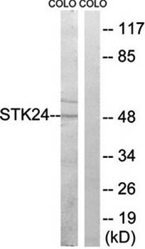 STK24 Antibody