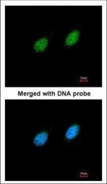 STK40 antibody [N3C3]
