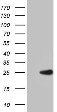 Sumo 1 Antibody