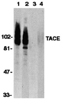 TACE Antibody