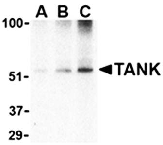 TANK Antibody