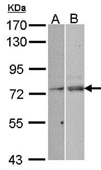 TAP antibody