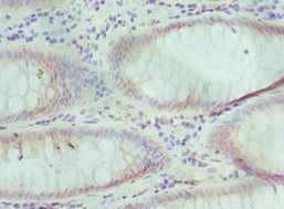 ELOA Antibody