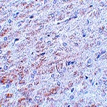 TCF3 Antibody