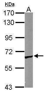 TCP1 epsilon antibody [N1N3]