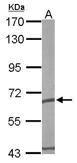 TCP1 epsilon antibody [N1C1]