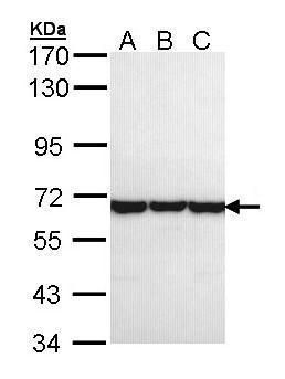 TCP1 theta antibody [N2C2], Internal