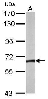 TCP1 theta antibody [N2C2], Internal