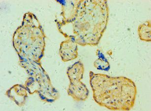 TFEB Antibody