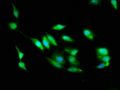 STK24 Antibody