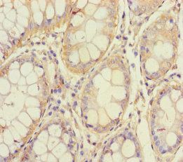 STK24 Antibody