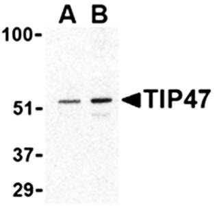 TIP47 Antibody