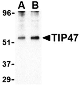 TIP47 Antibody