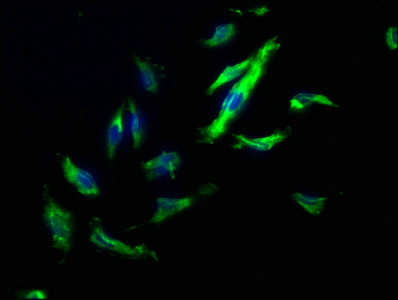 TJP2 Antibody