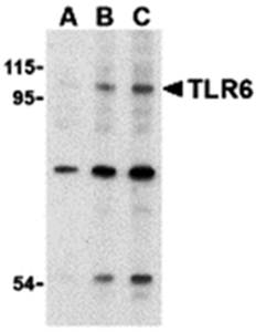 TLR6 Antibody