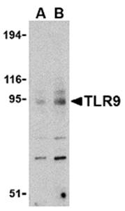 TLR9 Antibody