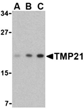 TMP21 Antibody