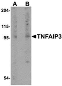 TNFAIP3 Antibody