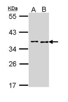 TOK alpha antibody