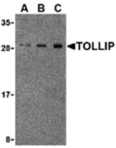 TOLLIP Antibody