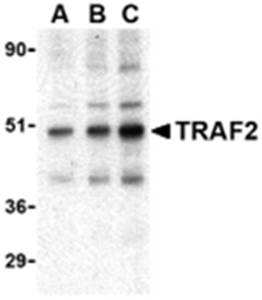 TRAF2 Antibody