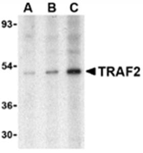 TRAF2 Antibody