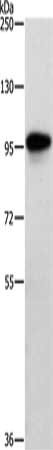 TRAF3IP1 Antibody