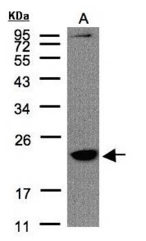 Transmembrane protein 147 antibody
