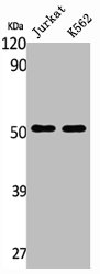TUBA1A/TUBA1B Antibody