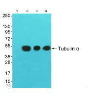 TUBA1A Antibody