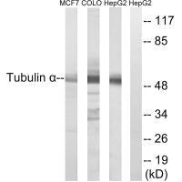 TUBA1A Antibody
