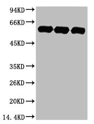 TUBA1A Monoclonal Antibody