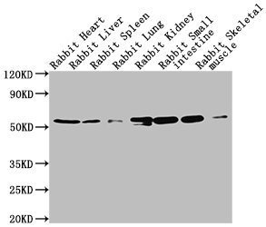 TUBA1A Monoclonal Antibody