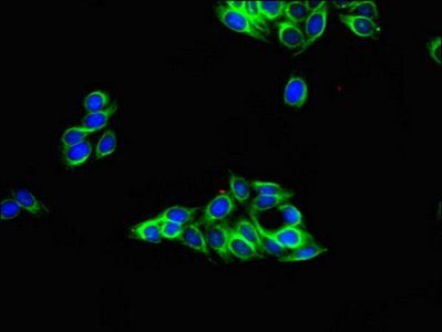 TUBA4A Antibody