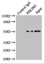 TUBA4A Antibody